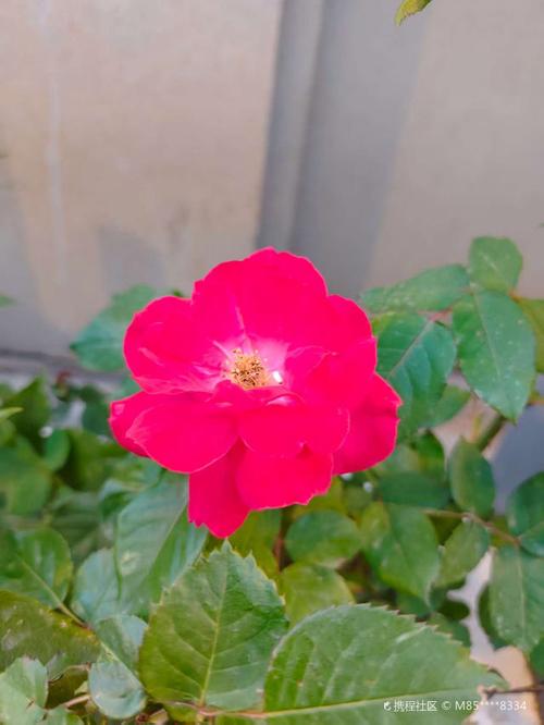 樟树今日城市酒店预订哪里有？-第2张图片-德高鼎泰便民中心